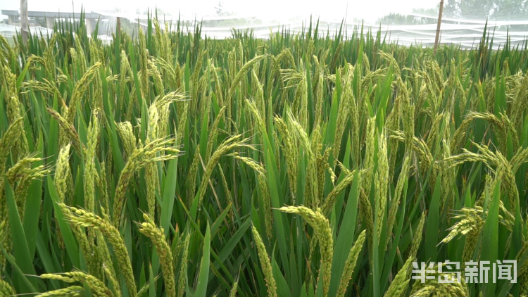 海水稻|争分夺秒向盐碱地要粮！记者直击海水稻杂交实验现场，高温天里稻花香