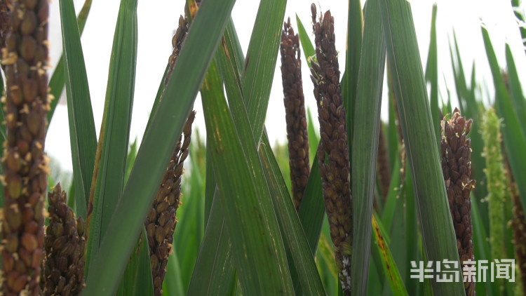 海水稻|争分夺秒向盐碱地要粮！记者直击海水稻杂交实验现场，高温天里稻花香