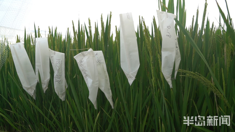 海水稻|争分夺秒向盐碱地要粮！记者直击海水稻杂交实验现场，高温天里稻花香