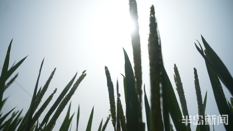 海水稻|争分夺秒向盐碱地要粮！记者直击海水稻杂交实验现场，高温天里稻花香