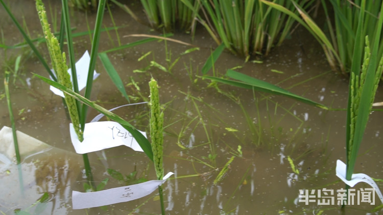 海水稻|争分夺秒向盐碱地要粮！记者直击海水稻杂交实验现场，高温天里稻花香