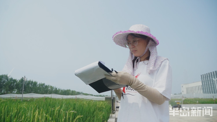 海水稻|争分夺秒向盐碱地要粮！记者直击海水稻杂交实验现场，高温天里稻花香