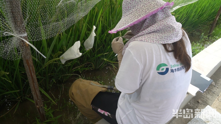 海水稻|争分夺秒向盐碱地要粮！记者直击海水稻杂交实验现场，高温天里稻花香