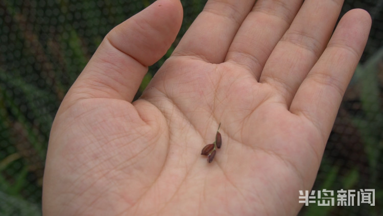 海水稻|争分夺秒向盐碱地要粮！记者直击海水稻杂交实验现场，高温天里稻花香