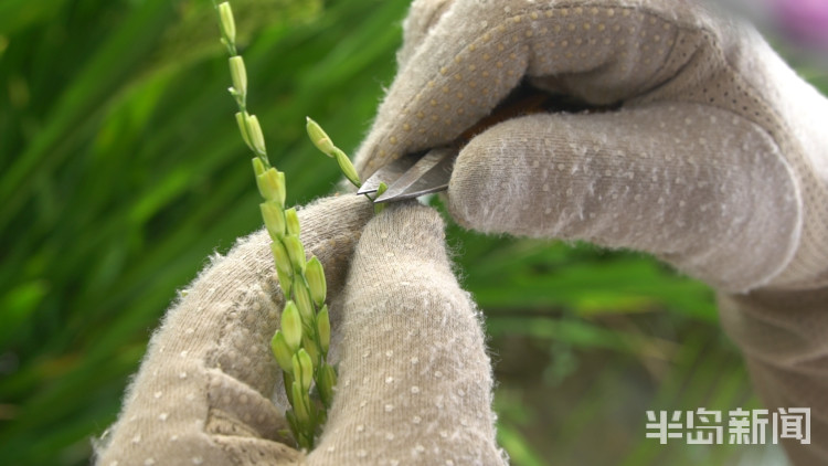 海水稻|争分夺秒向盐碱地要粮！记者直击海水稻杂交实验现场，高温天里稻花香
