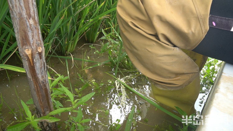 海水稻|争分夺秒向盐碱地要粮！记者直击海水稻杂交实验现场，高温天里稻花香