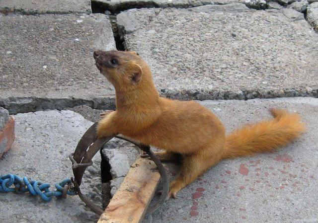 黄鼠狼偷鸡不能打是迷信不听老人言吃亏在眼前