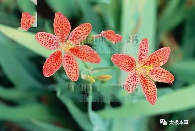 别名乌扇,乌蒲,黄远,乌萐,夜干,乌翣,乌吹,草姜,鬼扇,凤翼,扁竹根