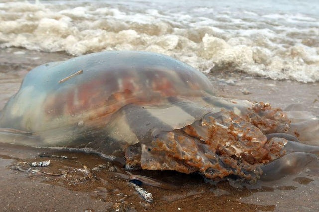 英国一母亲被水母蜇伤称比生孩子还痛