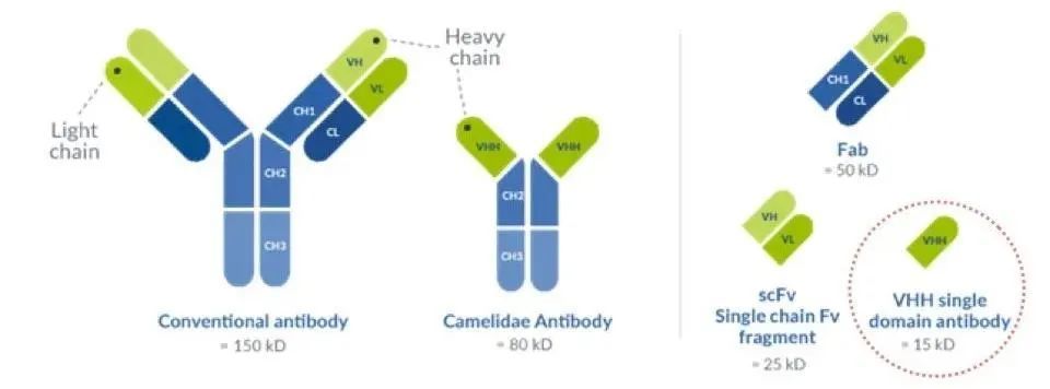 但却不像人工改造的单链抗体片段(scfv)