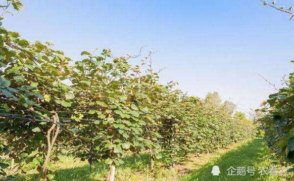 猕猴桃|原产我国，被改良成外国货，如今打败本地品种，农民疯狂种植