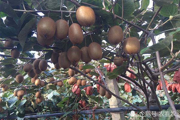 猕猴桃|原产我国，被改良成外国货，如今打败本地品种，农民疯狂种植