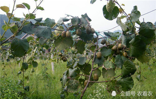 猕猴桃|原产我国，被改良成外国货，如今打败本地品种，农民疯狂种植