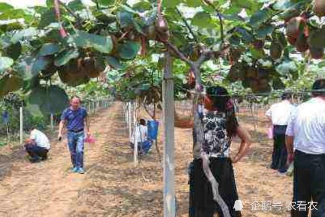 猕猴桃|原产我国，被改良成外国货，如今打败本地品种，农民疯狂种植