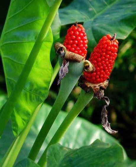 滴水观音又叫海芋花,养护时要注意什么?