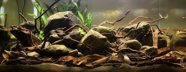 水质|养鱼的水慢慢地变黄怎么解决？除非水质变坏，否则你都不用管