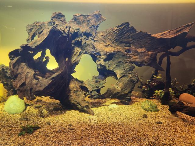 水质|养鱼的水慢慢地变黄怎么解决？除非水质变坏，否则你都不用管