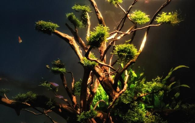 水质|养鱼的水慢慢地变黄怎么解决？除非水质变坏，否则你都不用管