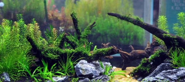 水质|养鱼的水慢慢地变黄怎么解决？除非水质变坏，否则你都不用管