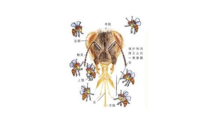 蜜蜂口器的类型图片