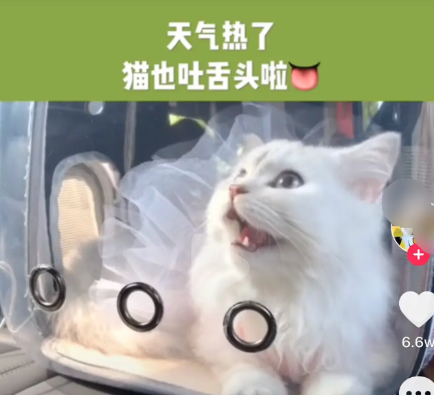 网红猫包 毁猫不倦 腾讯新闻