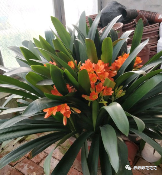 杂物|见到3样“杂物”要收集，用来养花特别棒，土壤不板结，养啥旺啥