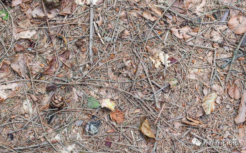 杂物|见到3样“杂物”要收集，用来养花特别棒，土壤不板结，养啥旺啥