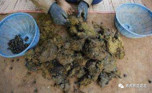 杂物|见到3样“杂物”要收集，用来养花特别棒，土壤不板结，养啥旺啥