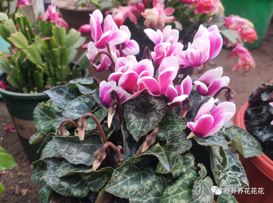 杂物|见到3样“杂物”要收集，用来养花特别棒，土壤不板结，养啥旺啥