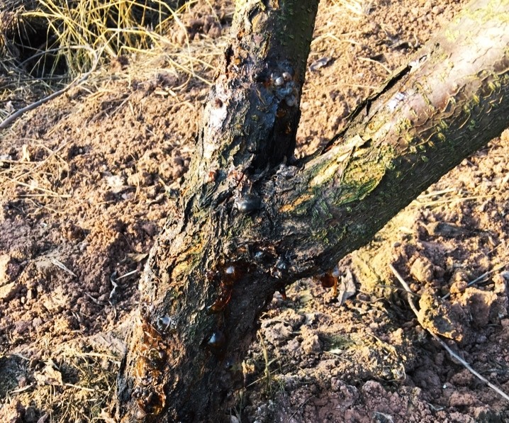 三伏天到了,李子树流胶病严重,我们该如何防与治呢?