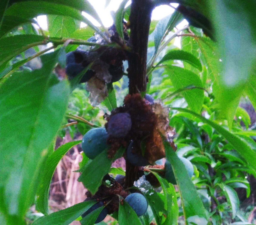 三伏天到了李子树流胶病严重我们该如何防与治呢