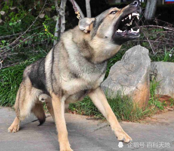 捷克狼犬昆明犬机警凶猛忠诚的特警奇兵