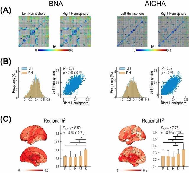 北京师范大学|北师大龚高浪组首次揭示大脑左右半球白质连接的遗传关联规律