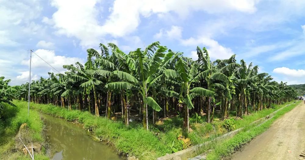 玉林又上人民日报客户端了这次是因为一片香蕉林