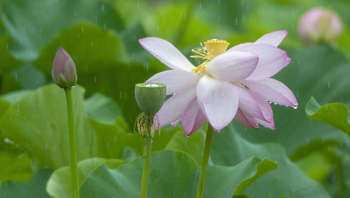 荷花|在北京这处地方还能看到古代莲花？赏荷的N种打开方式，太美了