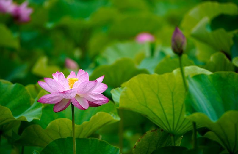 荷花|在北京这处地方还能看到古代莲花？赏荷的N种打开方式，太美了