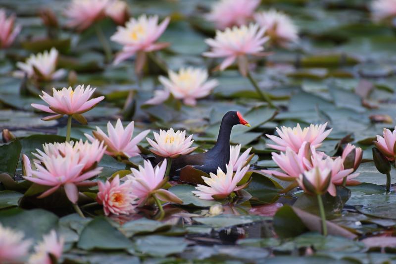 荷花|在北京这处地方还能看到古代莲花？赏荷的N种打开方式，太美了