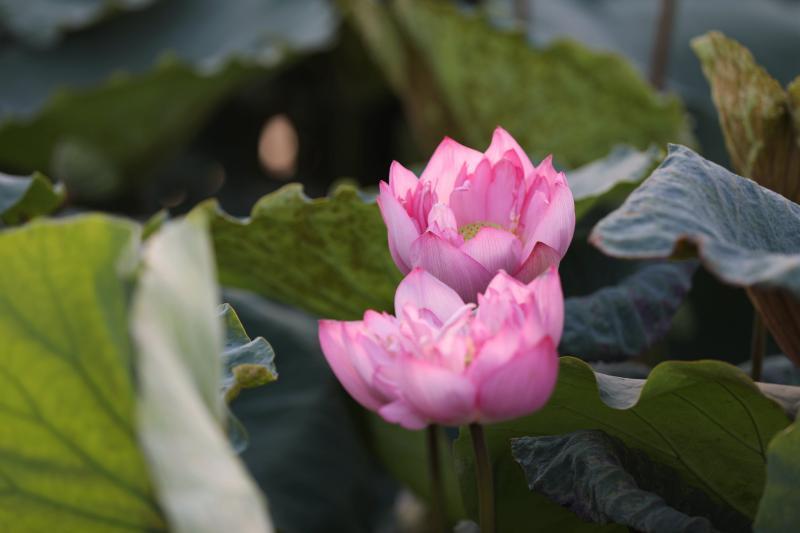 荷花|在北京这处地方还能看到古代莲花？赏荷的N种打开方式，太美了