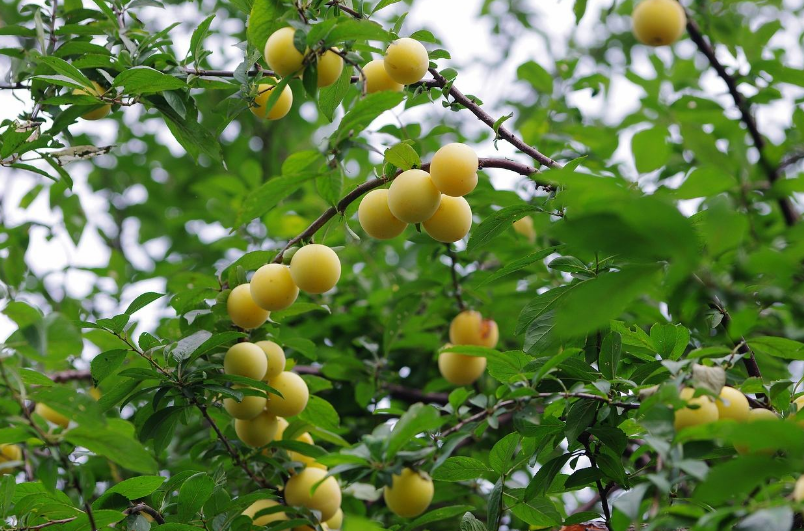 高考状元|学生写藏头诗赠老师，老师：教过你我骄傲，一年后该生成高考状元