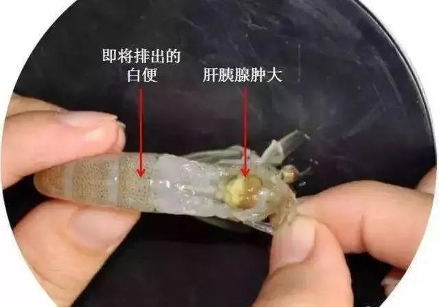 南美白对虾弧菌猖獗,高温期弧菌如何防控?让您不再谈"弧"色变!