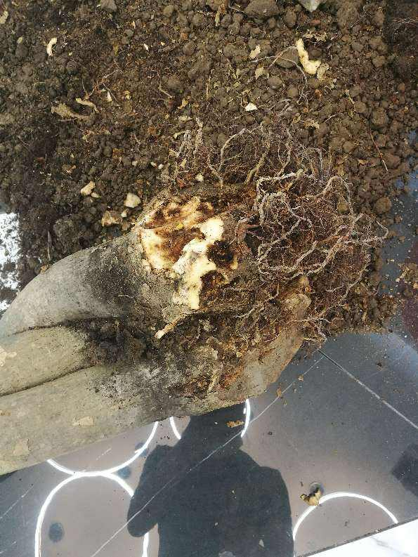 花市垃圾桶旁都是宝发财树幸福树捡到手软修剪一下还能活