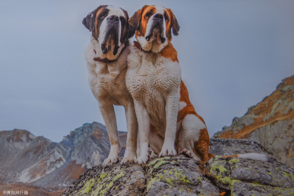 瑞士最古老的犬种,是救援好手却濒临灭绝,号称"阿尔卑斯山獒"