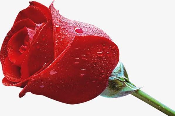 灵签占卜选择一朵玫瑰花测你最近有什么好事发生