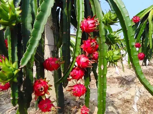 果树|果树用什么水溶肥能膨果？全年施肥表用药一览表，增甜肥料用什么？