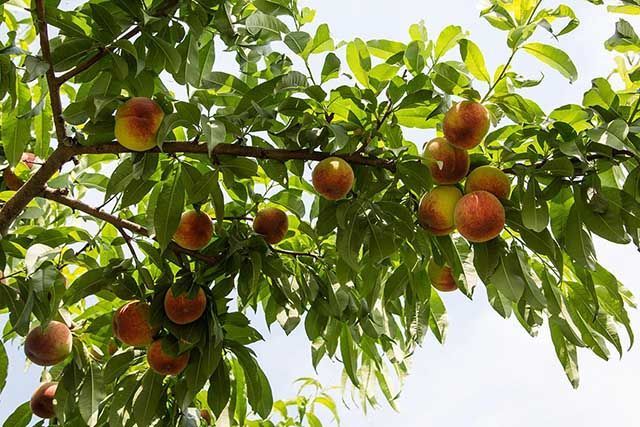 果树|果树用什么水溶肥能膨果？全年施肥表用药一览表，增甜肥料用什么？