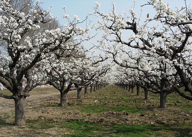 果树|果树用什么水溶肥能膨果？全年施肥表用药一览表，增甜肥料用什么？