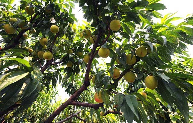 果树|果树用什么水溶肥能膨果？全年施肥表用药一览表，增甜肥料用什么？