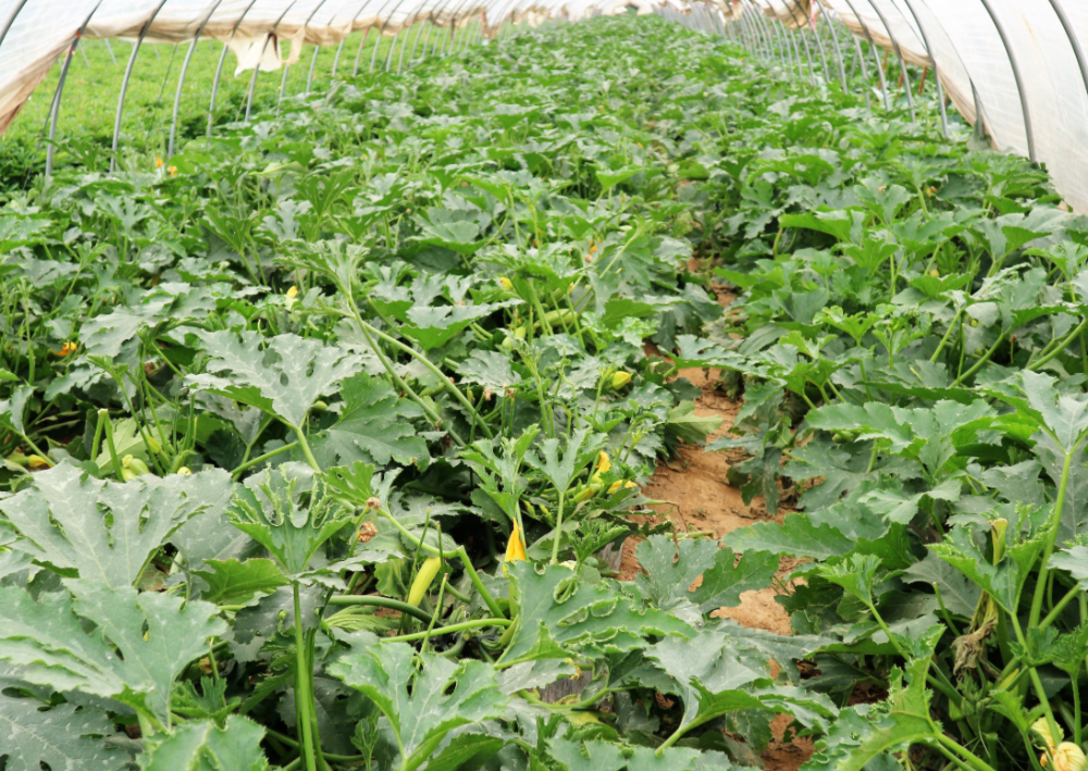 西葫芦化瓜不好治?掌握6个技巧,简单又有效,西葫芦能高