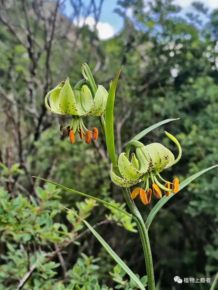 穿萬水過千山,只為一見心心念唸的野百合