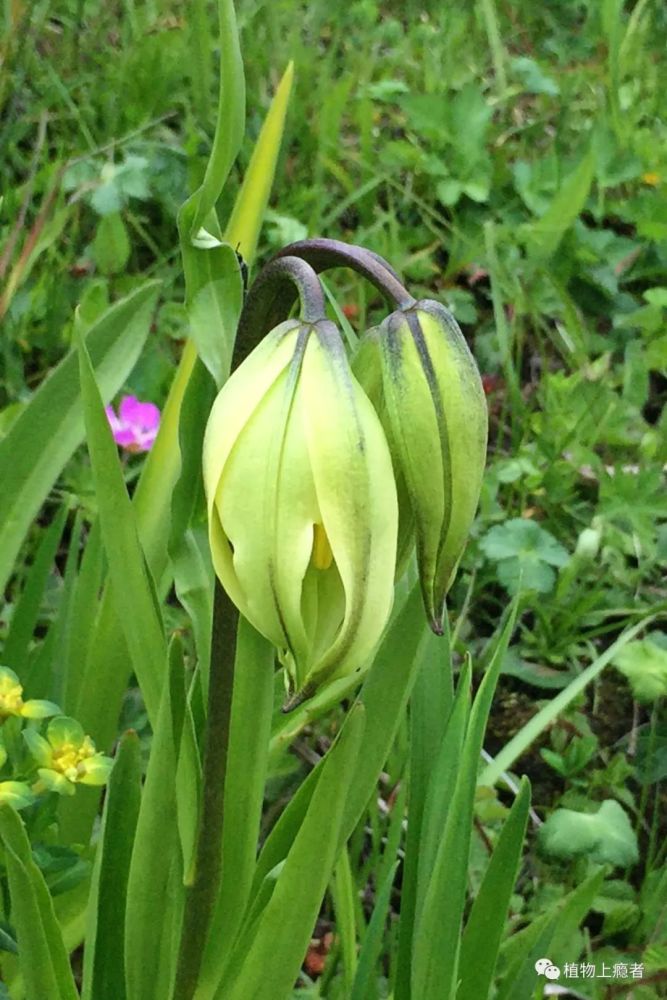 9 尖被百合 lilium lophophorum四川巴朗山10 岷江百合 lilium regale